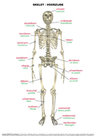 Skelet-voor-&amp;-achter-thorax-&amp;-wervelkolom