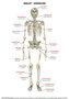 Skelet voor & achter, thorax & wervelkolom